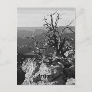 アリゾナで1人 ポストカード