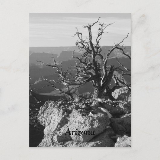 アリゾナで1人 ポストカード (正面)
