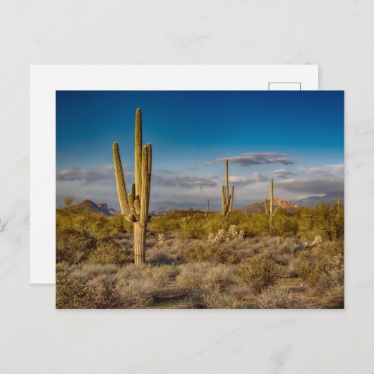 アリゾナのサボテンの日没 ポストカード (正面/裏面)