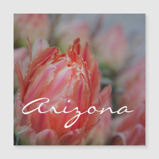 アリゾナの夏の開花 (正面)