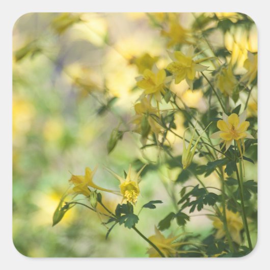 アリゾナの太陽の猫の爪 スクエアシール (正面)