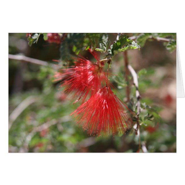 アリゾナの花 (正面横)