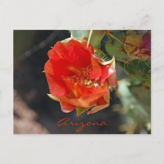アリゾナの郵便はがき ポストカード (正面)