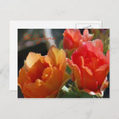 アリゾナの郵便はがき ポストカード (正面/裏面)