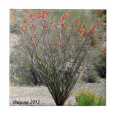 アリゾナのOcotillo タイル (正面)