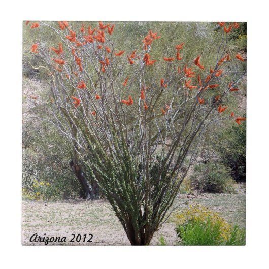 アリゾナのOcotillo タイル (正面)