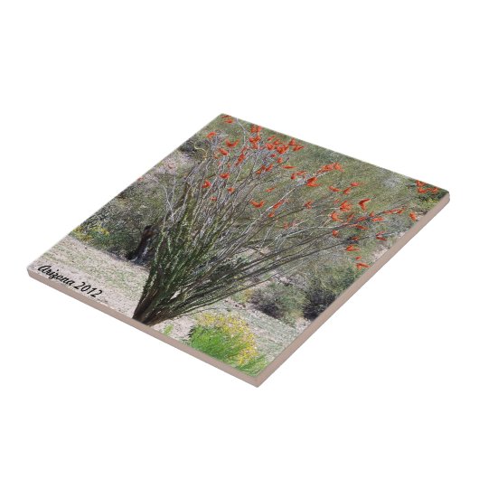 アリゾナのOcotillo タイル (側面)