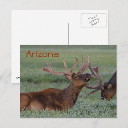 アリゾナエルクハガキ ポストカード (正面/裏面)
