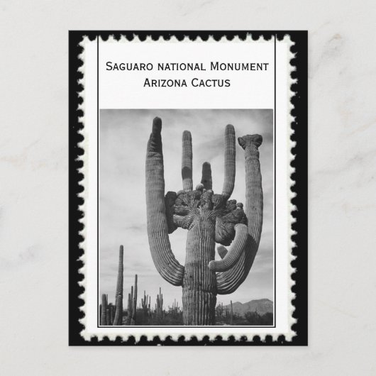 アリゾナサボテン ポストカード (正面)