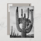 アリゾナサボテン ポストカード (正面/裏面)