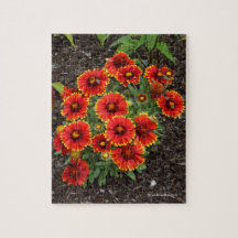 アリゾナサンブランケフラワー