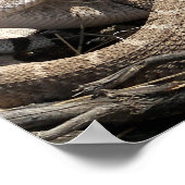 アリゾナダイヤモンドバックラトルズナケ ポスター (角)