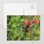 アリゾナハミングバード ポストカード (正面/裏面)