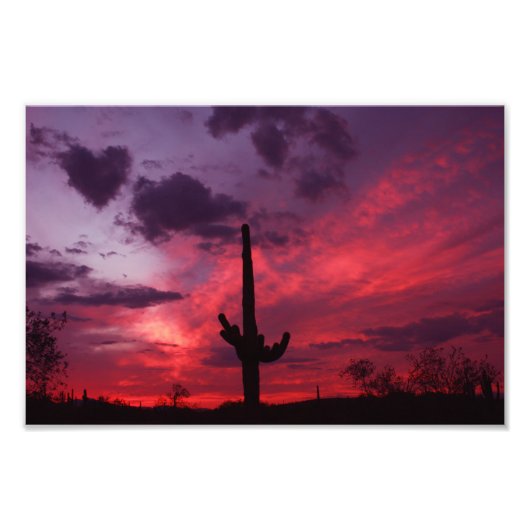 アリゾナハート フォトプリント            (正面)