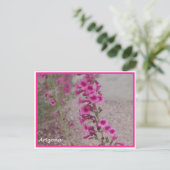 アリゾナピンクペンステモンのはがき ポストカード (スタンド正面)