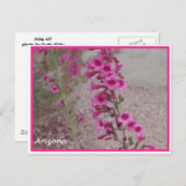 アリゾナピンクペンステモンのはがき ポストカード (正面/裏面)