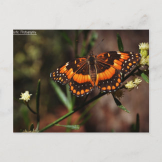 アリゾナフリー ポストカード