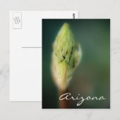 アリゾナポストカード春バドテンプレート ポストカード (正面/裏面)