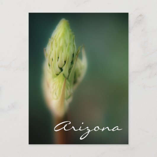 アリゾナポストカード春バドテンプレート ポストカード (正面)