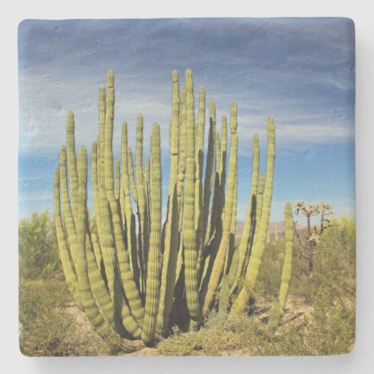 アリゾナ州のオルガンパイプサボテン、正方形の石コースター ストーンコースター (正面)