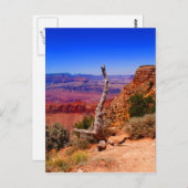 アリゾナ州のグランドキャニオンにある孤独な木 ポストカード (正面/裏面)