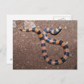 アリゾナ州の可変サンドスネーク ポストカード (正面/裏面)