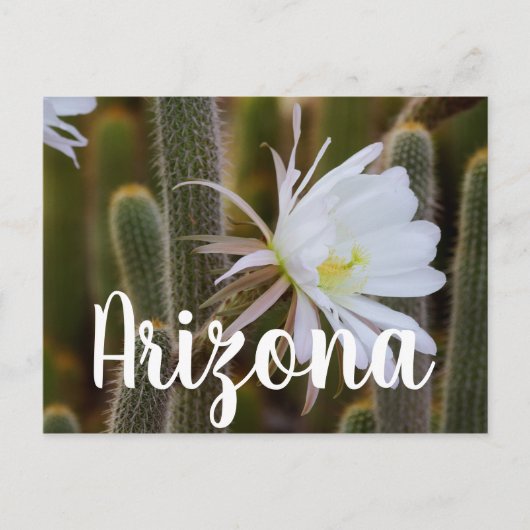 アリゾナ州の庭で5月 ポストカード (正面)
