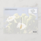 アリゾナ州の花：サグアーロサボテン ポストカード (裏面)