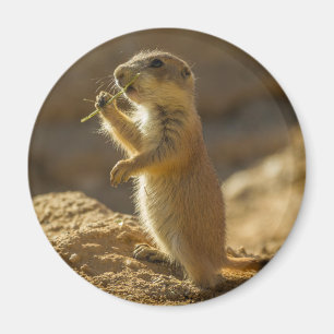 アリゾナ州の赤ちゃんプレーリードッグの食事 マグネット