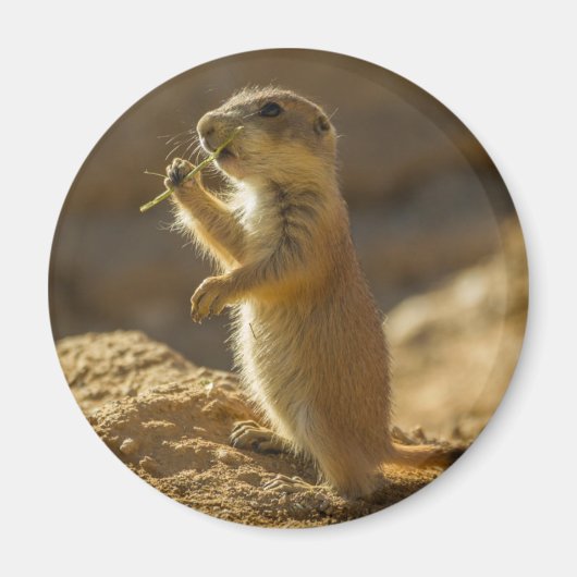 アリゾナ州の赤ちゃんプレーリードッグの食事 マグネット (正面)