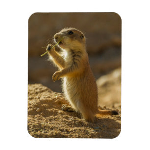 アリゾナ州の赤ちゃんプレーリードッグの食事 マグネット