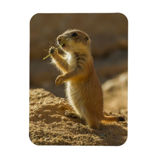 アリゾナ州の赤ちゃんプレーリードッグの食事 マグネット (縦)