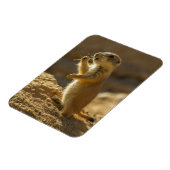アリゾナ州の赤ちゃんプレーリードッグの食事 マグネット (左側)