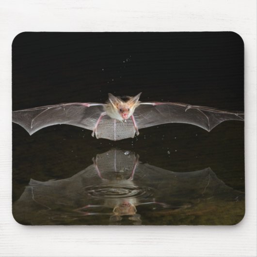 アリゾナ州を飛行するコウモリの飲水 マウスパッド (正面)