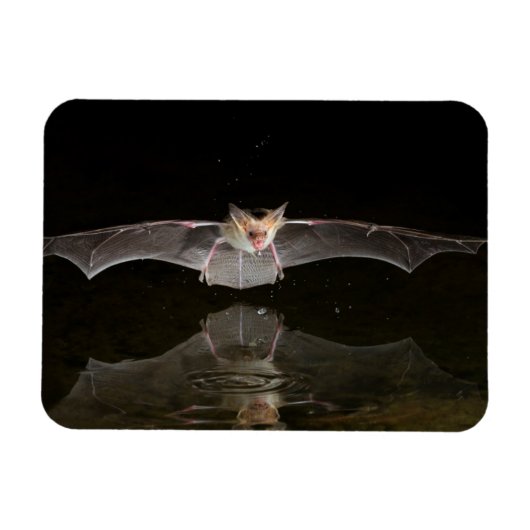 アリゾナ州を飛行するコウモリの飲水 マグネット (横)