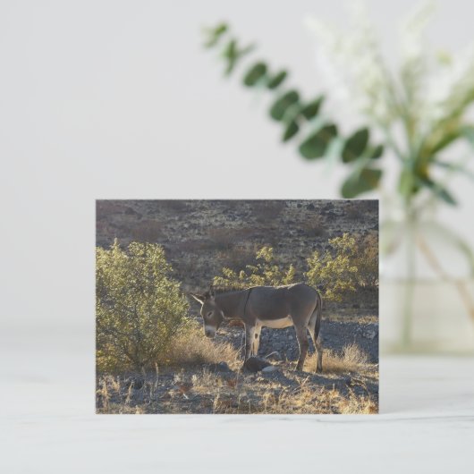 アリゾナ州オートマン近くの野生のバロ ポストカード (スタンド正面)