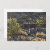 アリゾナ州オートマン近くの野生のバロ ポストカード (正面/裏面)