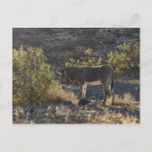 アリゾナ州オートマン近くの野生のバロ ポストカード (正面)