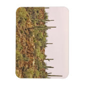 アリゾナ州サボテンの風景 マグネット (縦)