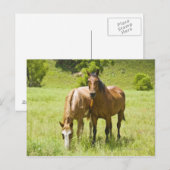 アリゾナ州サンラファエル渓谷の馬 ポストカード (正面/裏面)