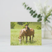 アリゾナ州サンラファエル渓谷の馬 ポストカード (スタンド正面)