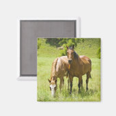 アリゾナ州サンラファエル渓谷の馬 マグネット (正面/裏面)