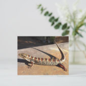 アリゾナ州ショウロー キングの場所で見つけたトカゲはアリゲーター・トカゲですか? ポストカード (スタンド正面)