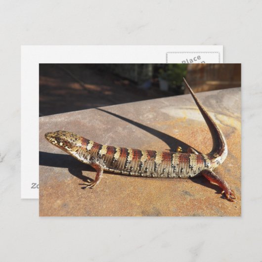 アリゾナ州ショウロー キングの場所で見つけたトカゲはアリゲーター・トカゲですか？ ポストカード (正面/裏面)