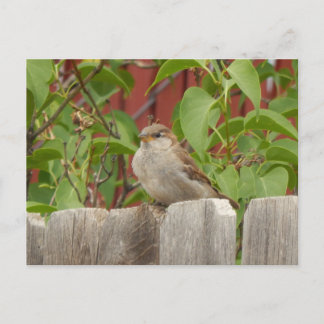 アリゾナ州スファローフィールド旗竿 ポストカード