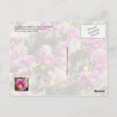 アリゾナ州ソノラン砂漠開花のカラムサボテン ポストカード (裏面)