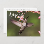 アリゾナ州ハミングバードとピンクの花 ポストカード (正面/裏面)