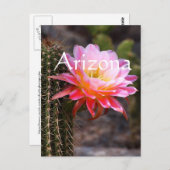 アリゾナ州ピンクのサボテン開花のセレウス ポストカード (正面/裏面)