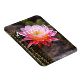 アリゾナ州ピンクのサボテン開花のセレウス マグネット (右側)