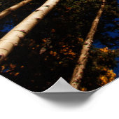 アリゾナ州フラッグスタッフの木々(サンフランシスコ・ピーク) ポスター (角)